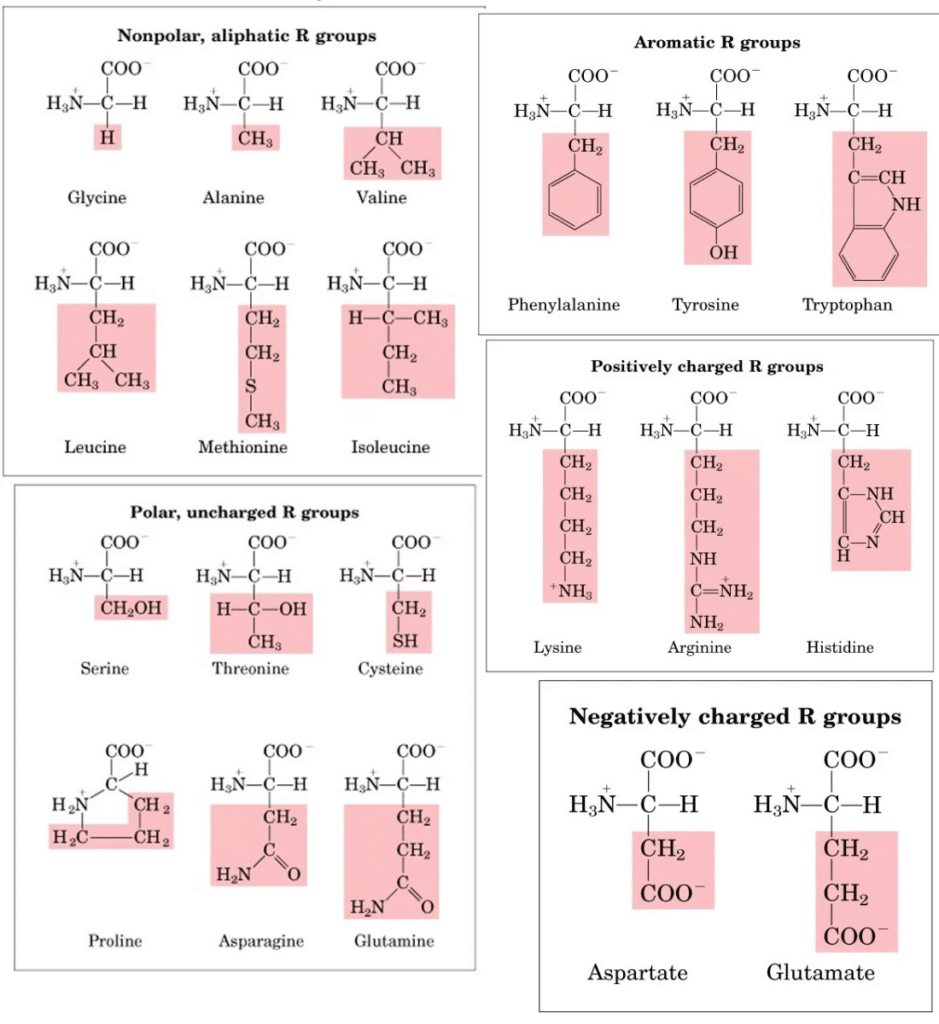 Amino Acids Structure Classification Functions And Properties Phd Nest