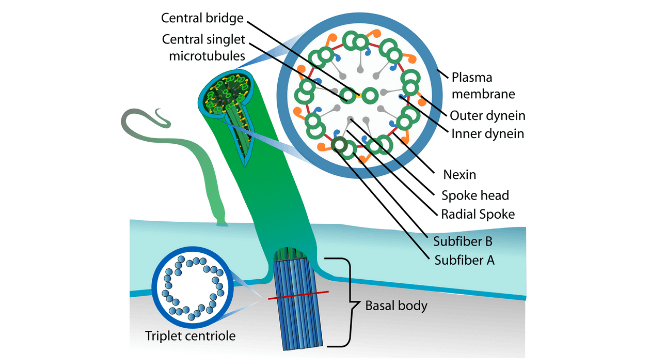 Cilia And Flagella Definition Structure Functions And Diagram Phd Nest