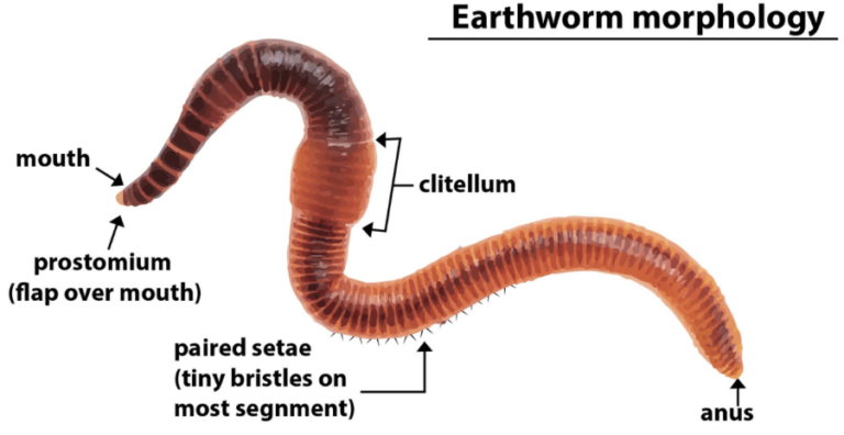 seven-organ-systems-of-the-earthworm-morphology-anatomy-phd-nest
