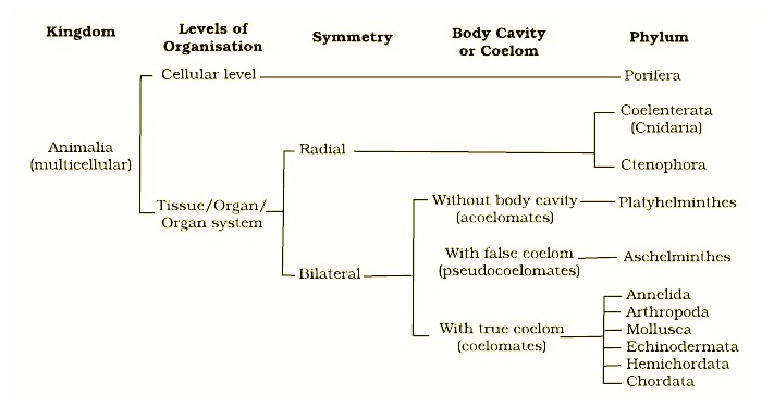 Animal Kingdom: Classification, Characteristics, Examples - PhD Nest