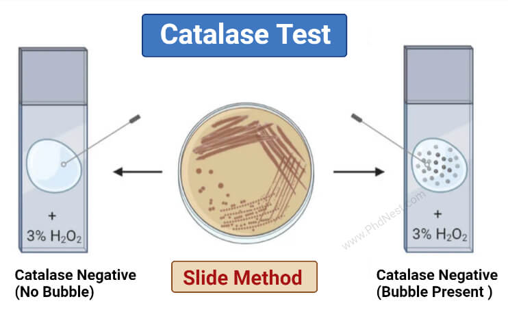 catalase experiment procedure