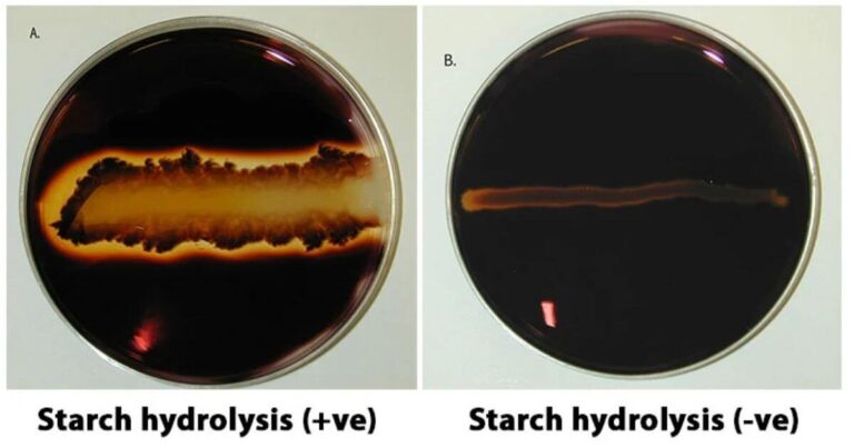 Starch Hydrolysis Test: Objective, Principle, Procedure, Results