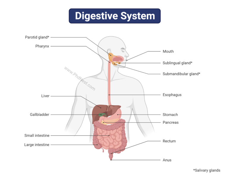 Digestive System Definition Diagram Process Function Digestive