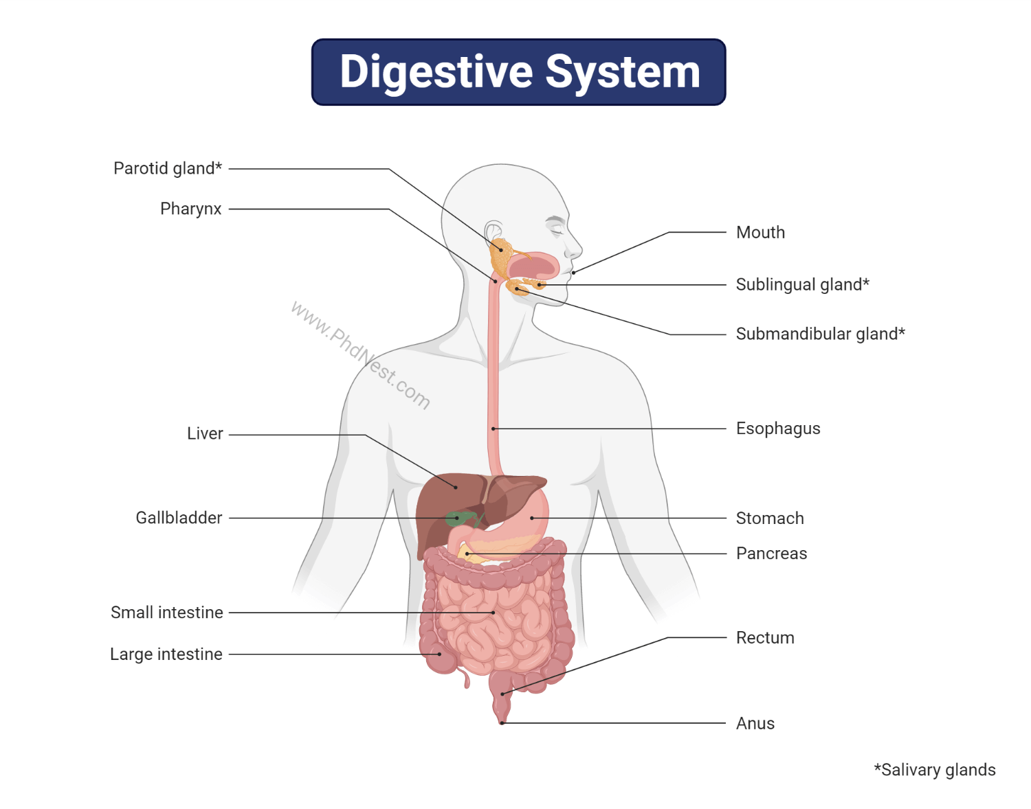 digestive-system-definition-diagram-process-function-digestive