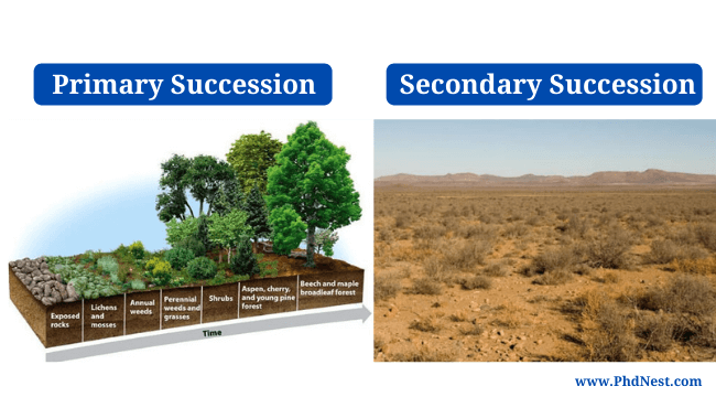 Primary Succession Vs Secondary Succession Definition Differences 