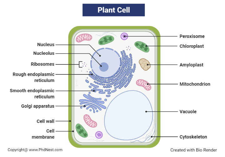 ideen-fur-plant-cell-diagram-with-labels-and-definitions