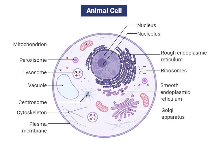 What Is A Cell: Definition, Structure, Types, Cell Organelles ...