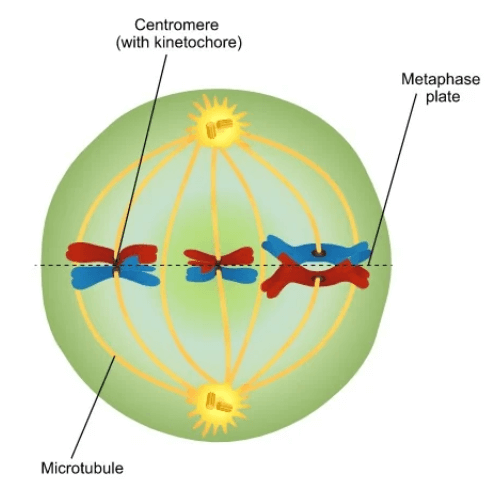 Metaphase in Mitosis and Meiosis (Metaphase 1 and 2), Diagram - PhD Nest