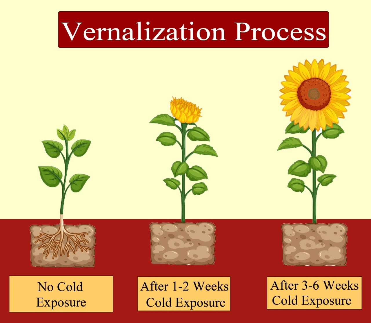 photoperiodism-vernalisation-and-seed-dormancy-phd-nest