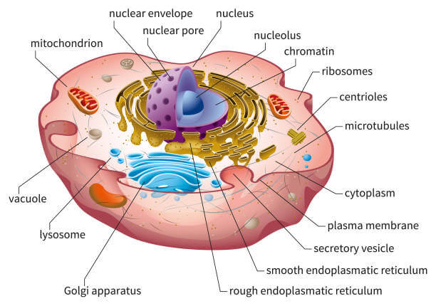 cytoplasm-definition-structure-functions-diagram-properties-phd-nest