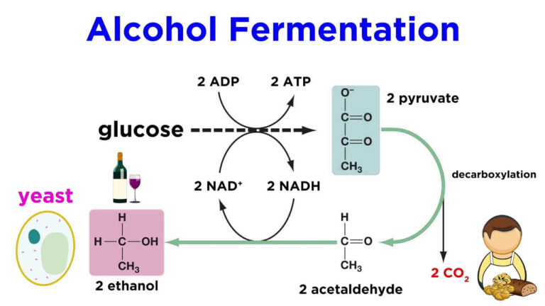 What Is Fermentation: Definition, Types, Lactic Acid Fermentation ... - MaxresDefault 1 768x432