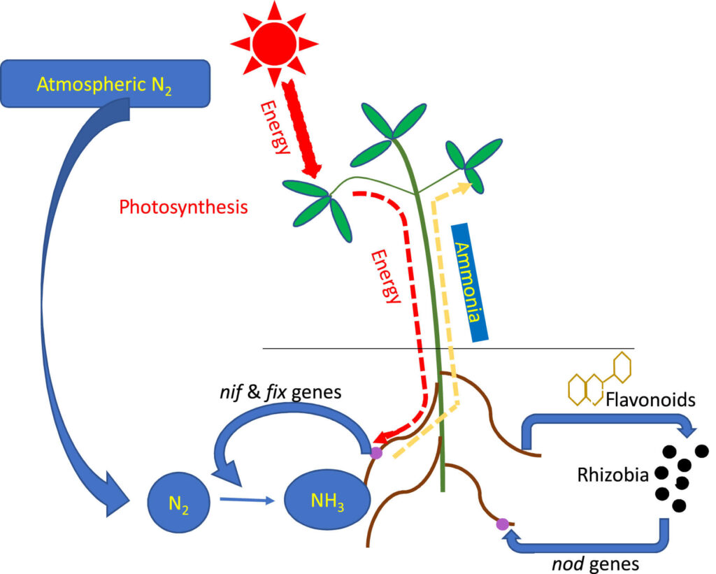 Nitrogen Metabolism: Nitrogen Cycle Daigrame, Biological Fixation