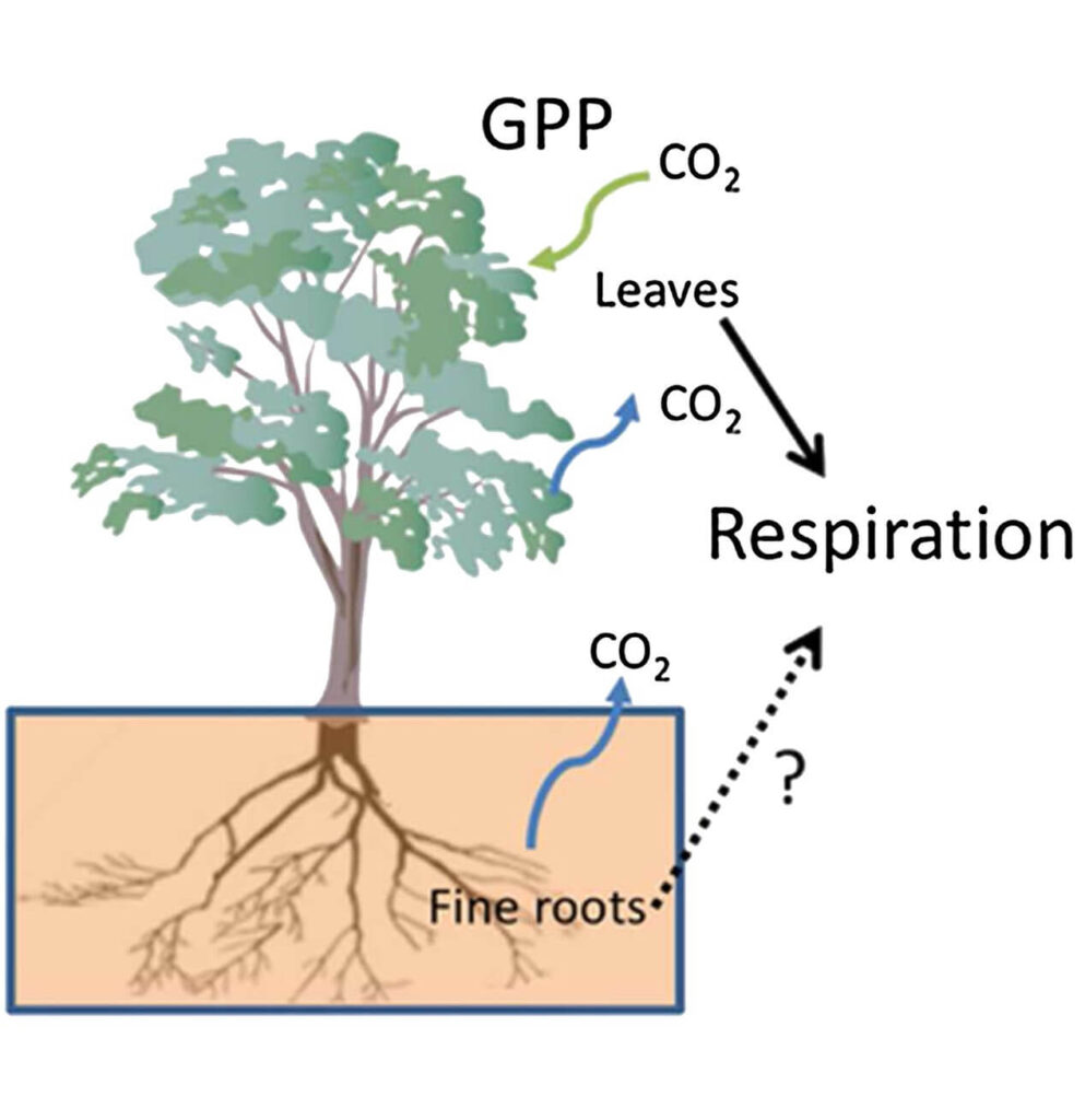 Respiration In Plants Definition, Types, Respiration In Roots, Leaves