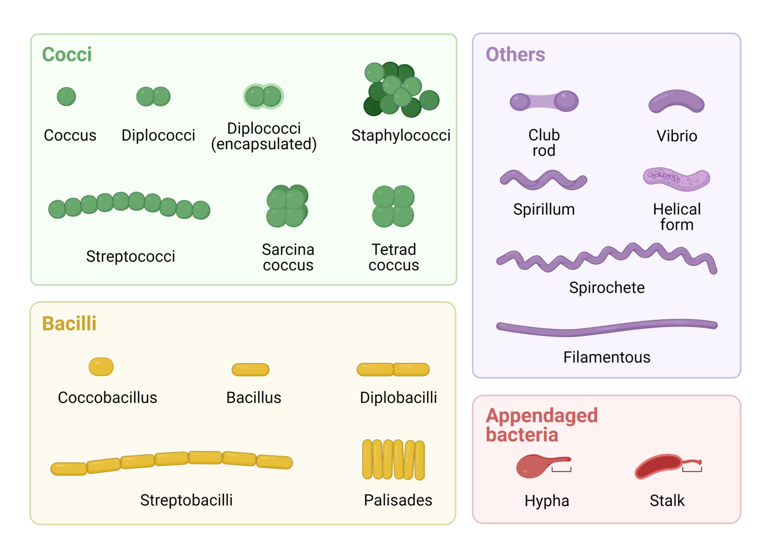 Morphology of Bacteria: Arrangement, Shapes, Sizes, Diagram, Examples ...