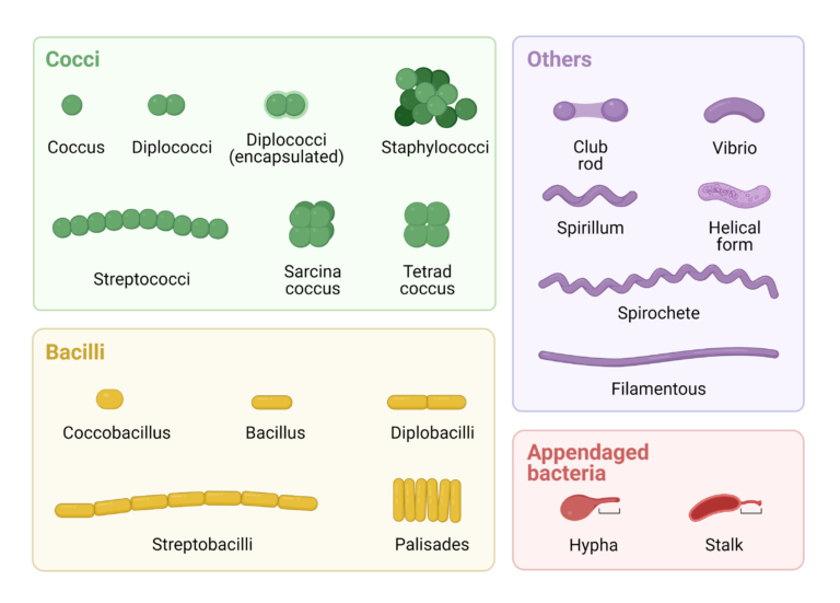 Morphology of Bacteria: Arrangement, Shapes, Sizes, Diagram, Examples ...