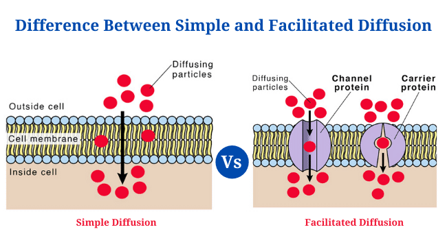 Difference Between Simple Diffusion And Facilitated Diffusion PhD Nest