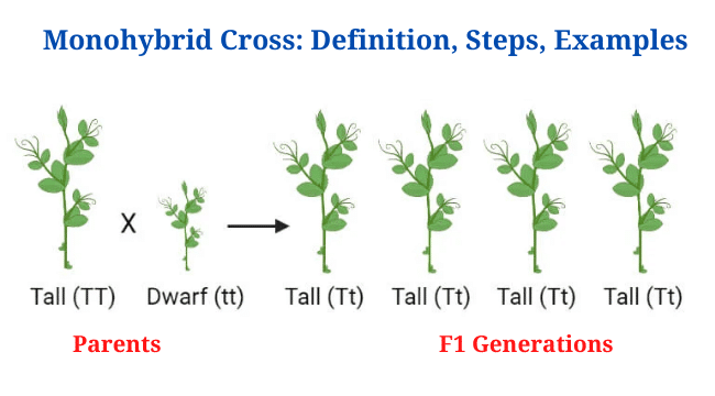 Monohybrid Cross Definition Steps Diagram Examples Phd Nest