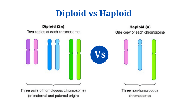 Diploid Vs Haploid Definition 12 Major Differences Examples PhD Nest