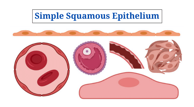 Simple Squamous Epithelium: Definition, Structure, Functions And ...