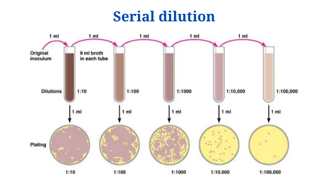 Serial Dilution Definition Formula Calculator Procedure Uses PhD Nest