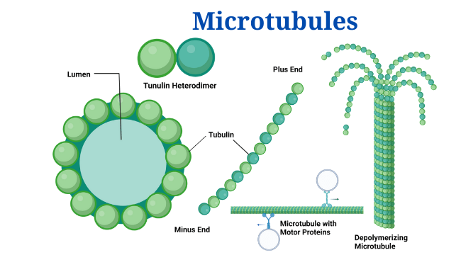 Microtubules Definition Structure Functions And Diagram PhD Nest