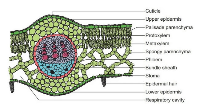 Monocot Leaves Vs Dicot Leaves: Definition, Structure, 15+ Differences ...