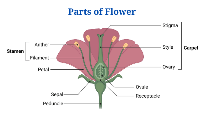 Monocot Flower And Dicot Flower: Definition, Structure, Differences 