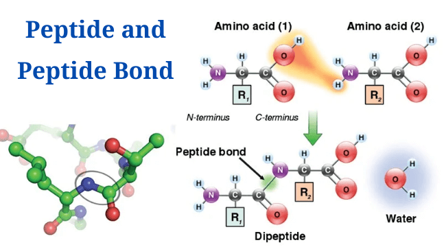 What Is Peptide Bond Definition Formation Examples PhD Nest