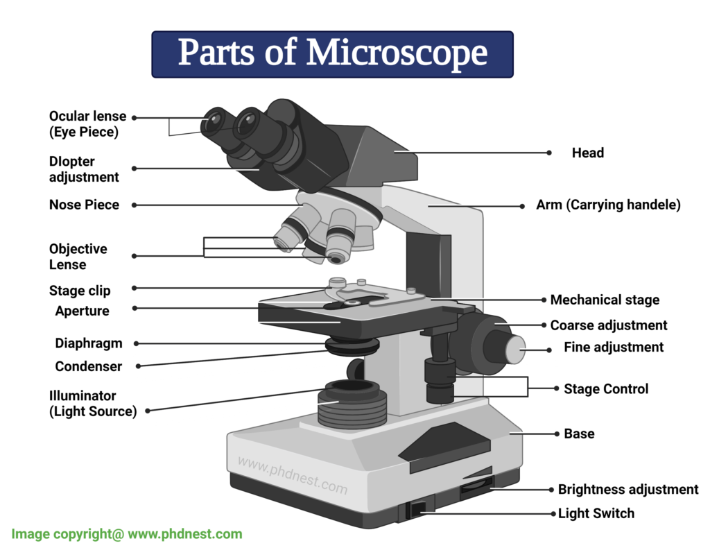 Parts of Microscope, Microscope Labeled Diagram and Functions - PhD Nest