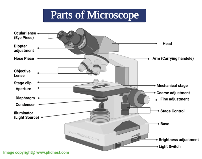 Bright Field Microscope: Definition, Parts, Diagram, Principle ...