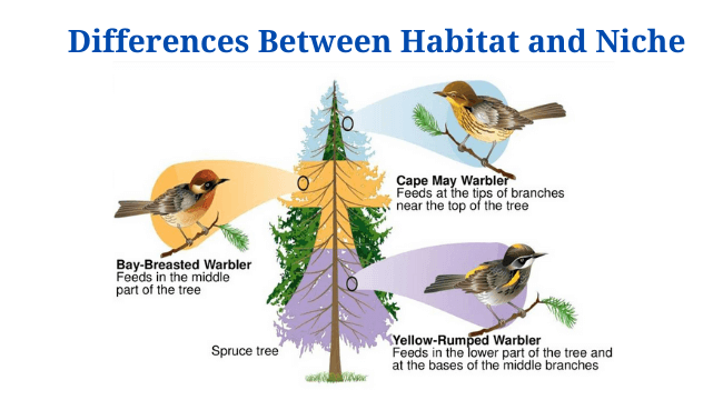 Habitat Vs Niche Definition 15 Differences Examples PhD Nest