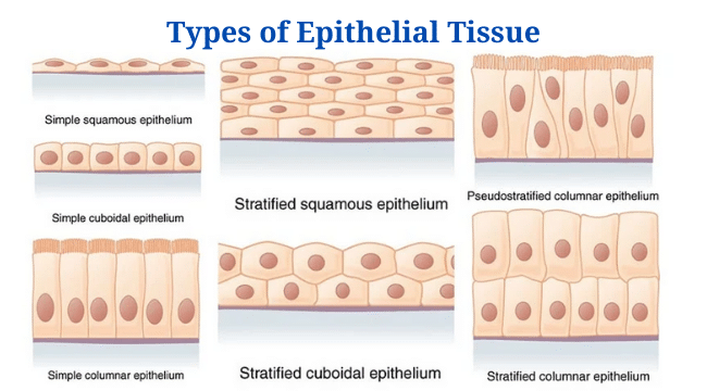 Epithelial Tissue: Definition, Types, Location, Functions, Examples ...