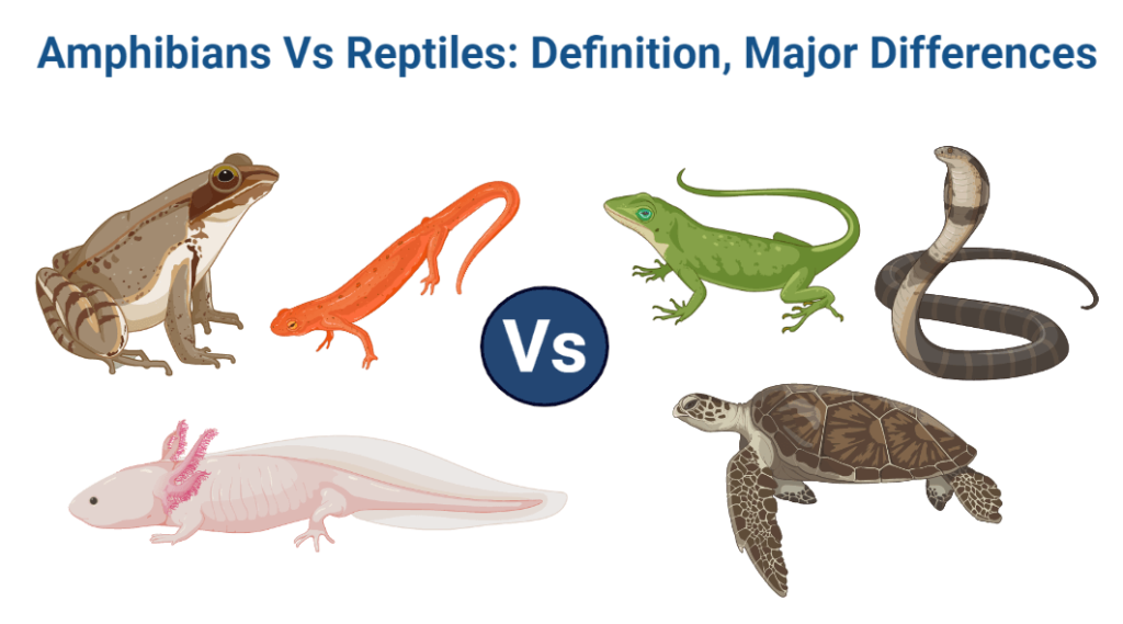 Amphibians Vs Reptiles: Definition, Major Differences With Examples ...