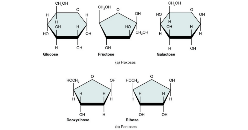 Carbohydrates: Monosaccharides, Disaccharides, Polysaccharides - PhD Nest