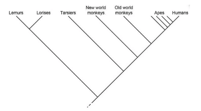 Cladogram: Definition, Characteristics, Parts, Examples - PhD Nest