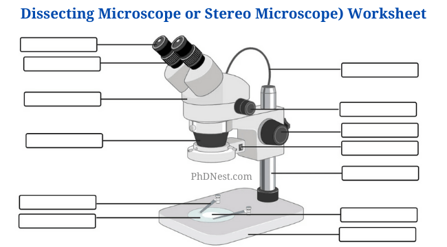 Dissecting Microscope (Stereo Microscope) Definition, Principle, Uses ...